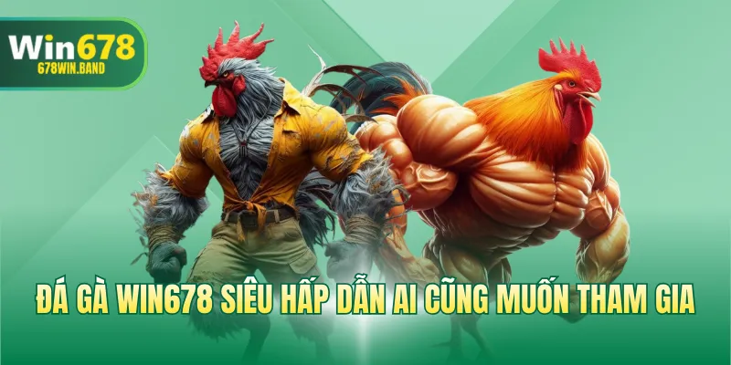 Đá gà WIN678 siêu hấp dẫn ai cũng muốn tham gia